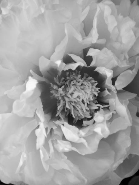 istock Wild beauty flower with nectar blooming 1650325862