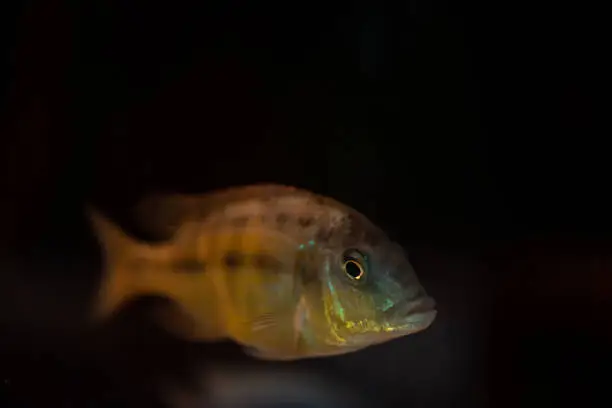 Photo of lake Malawi giraffe hap cichlid, Nimbochromis venustus mbuna fish species