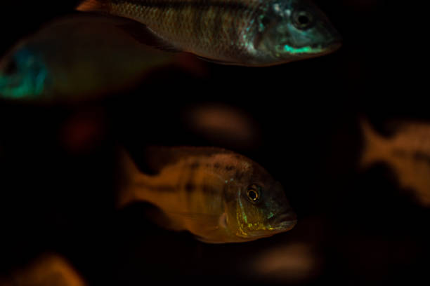 Giraffe Cichlids Nimbochromis venustus native cichlids of lake malawi Giraffe Cichlids (Nimbochromis venustus) native cichlids of lake malawi, background nimbochromis venustus stock pictures, royalty-free photos & images