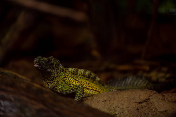 Philippine Sailfin Lizard: a shy and fantastically coloured Lizard living very near a body of water and its diet consists of fruits, insects, small animals, vegetation.