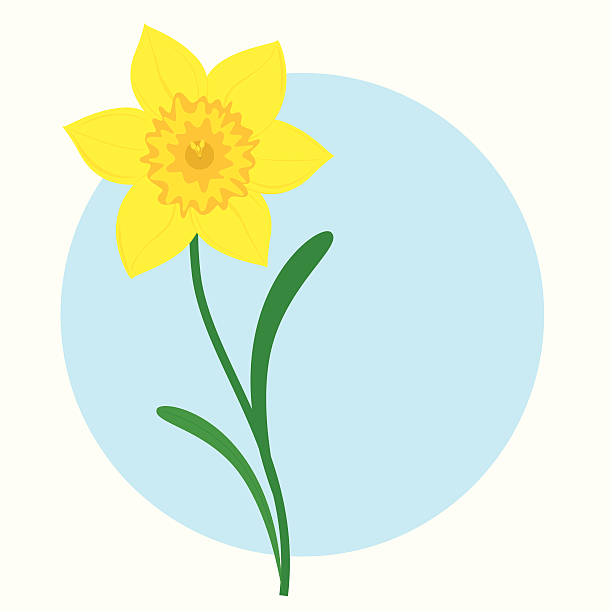ilustraciones, imágenes clip art, dibujos animados e iconos de stock de narciso-incl. jpeg - daffodil stem yellow spring
