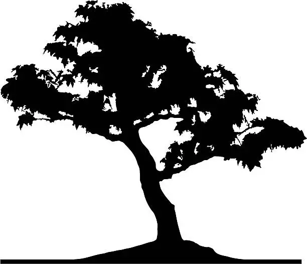 Vector illustration of Bonsai maple tree, Vector