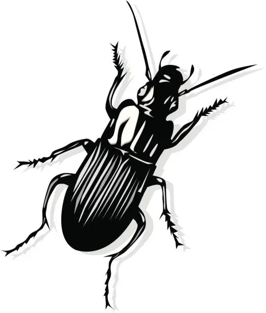 Vector illustration of Weevil