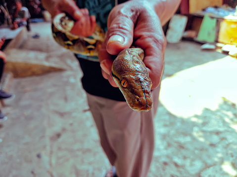 Holding a python.