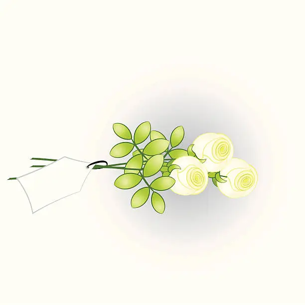 Vector illustration of white roses