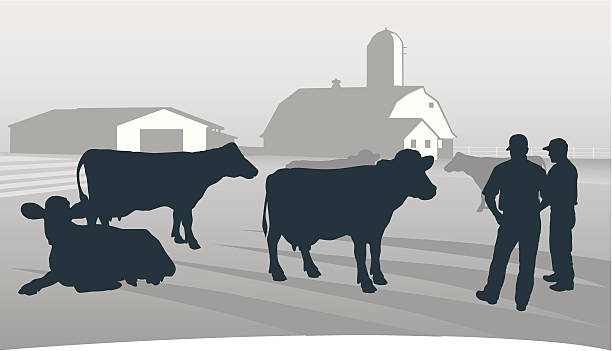 Agriculture: Looking over the herd. Farmers inspecting a dairy herd. farm silhouettes stock illustrations