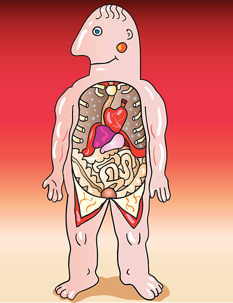 人の内臓 - human muscle the human body anatomy body点のイラスト素材／クリップアート素材／マンガ素材／アイコン素材