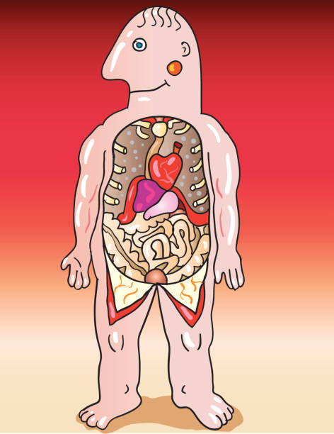 Cartoon Rib Man 40+ Mens Rib Cage Cartoon Stock Photos, Pictures & Royalty-Free Images ...