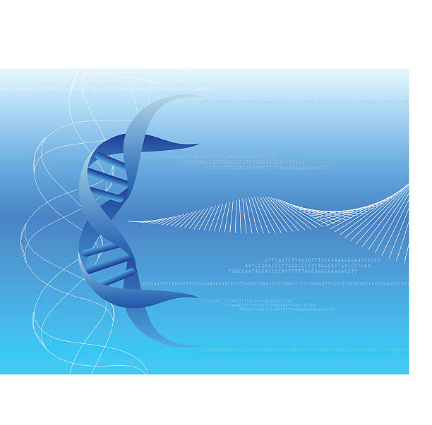 ilustrações de stock, clip art, desenhos animados e ícones de adn-vector - dna helix helix model symmetry