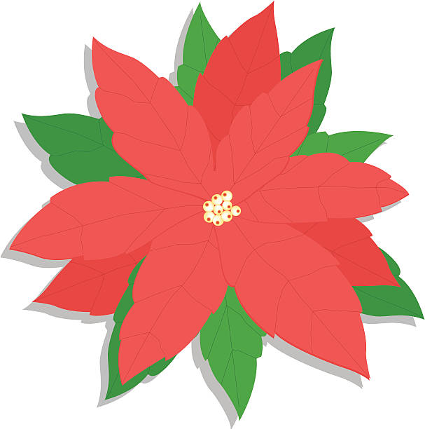 pointsettia vector art illustration