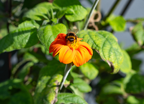 A large bumble bee collecting nectar from a flowering Tithonia plant.