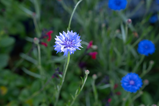 A close up of blue cornflowers in bloom