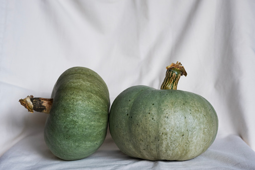 A pair of home grown squashes in still life style