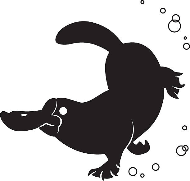 ilustraciones, imágenes clip art, dibujos animados e iconos de stock de platypus silueta nadando - ornitorrinco