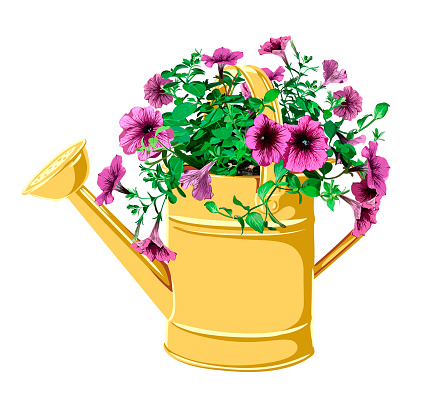 vector illustration of a garden watering can in which a petunia is planted. bright summer, spring illustration