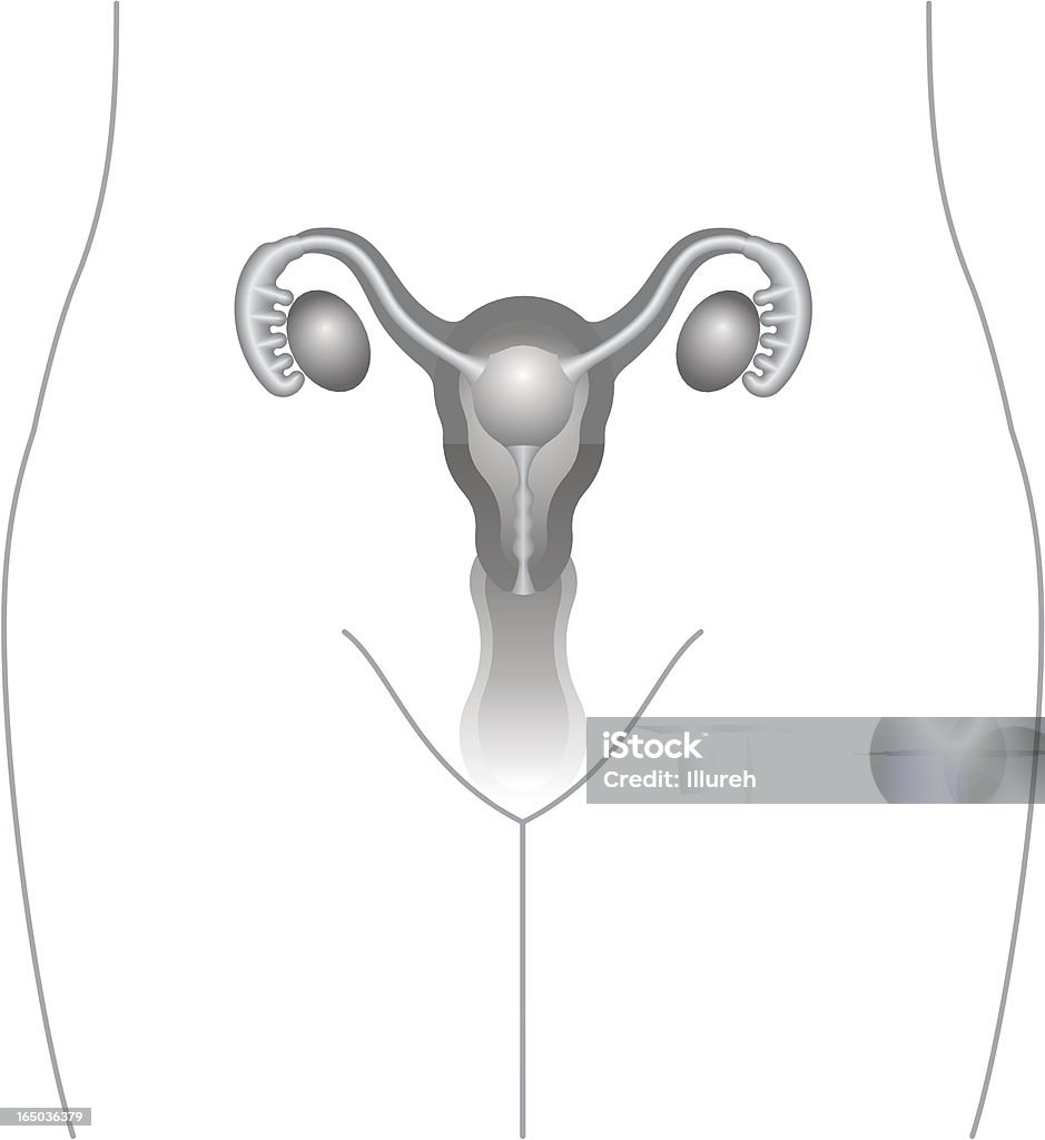 uterus, ovaries drawing a schematic drawing of the womens uterus and ovaries Ovary stock vector