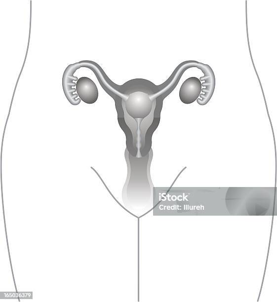 Uterus Ovaries Drawing Stock Illustration - Download Image Now - Ovary, Hair Follicle, Ultrasound