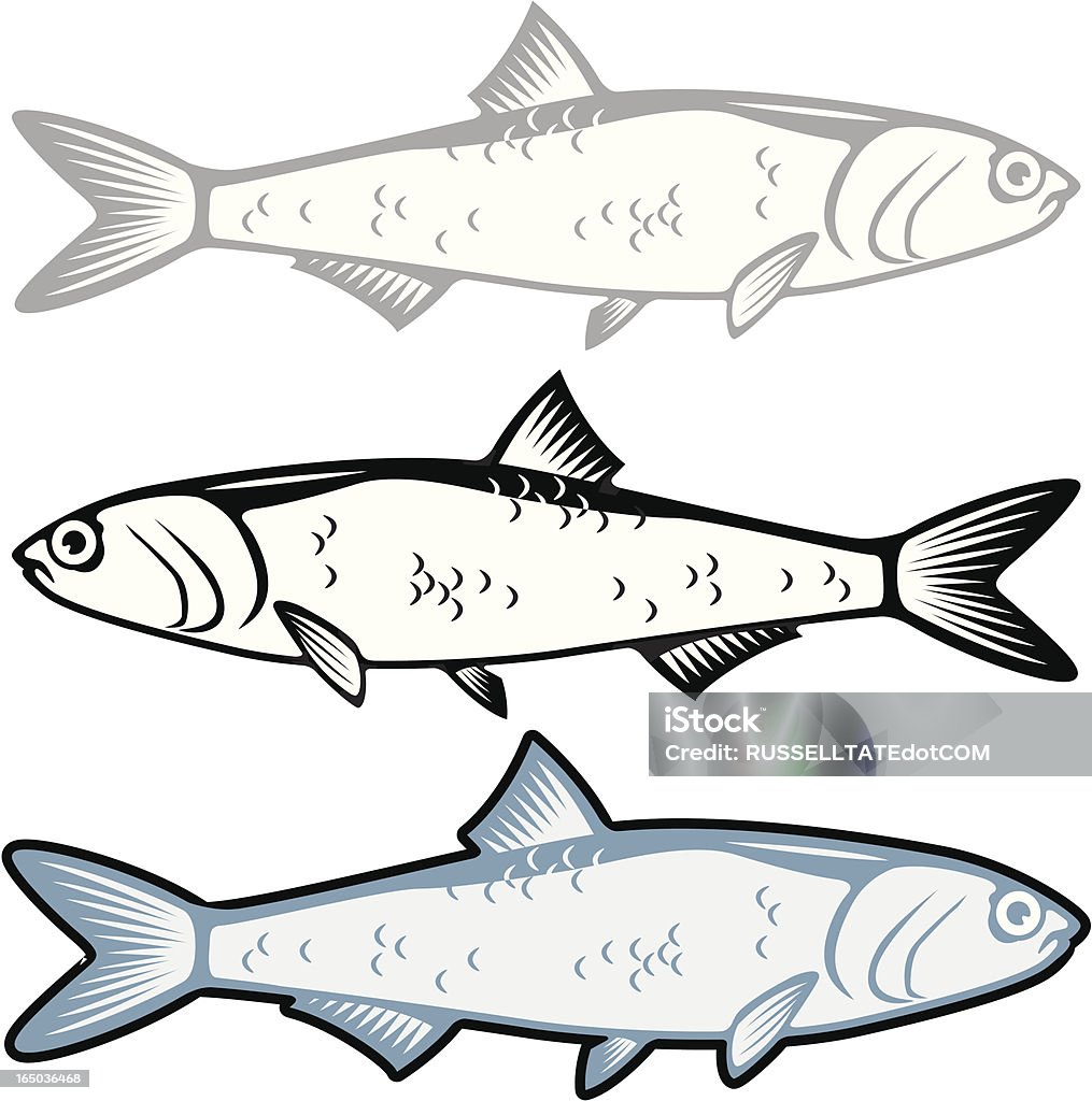 Sardelle - Lizenzfrei Abschirmen Vektorgrafik