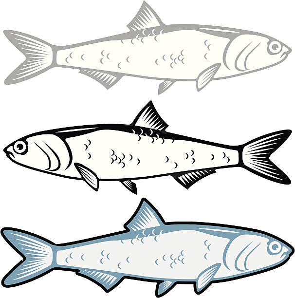 illustrations, cliparts, dessins animés et icônes de anchois - nomura