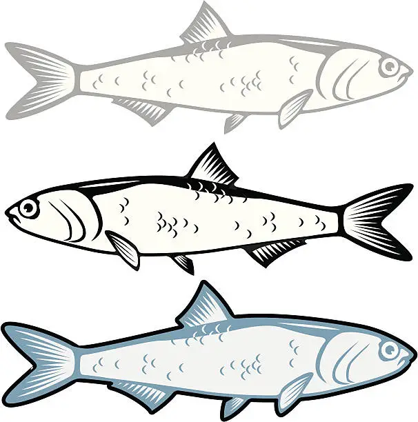 Vector illustration of Anchovy