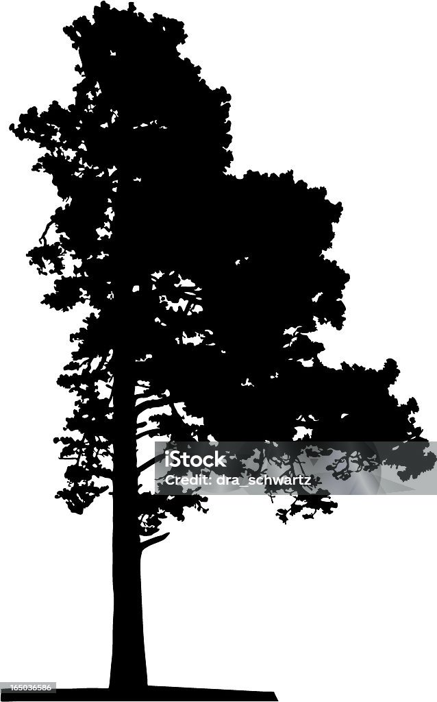 Pine tree, WEKTOR - Grafika wektorowa royalty-free (Czarny kolor)