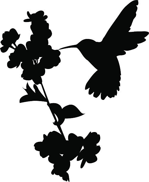 Hummingbird A vector silhoutte of a humming bird sucking, the nectar from a spring blossom. (EPS, AI and Raster available). Please let me know how you use my work! hummingbird stock illustrations