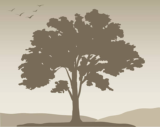 White oak tree #376, Vector vector art illustration