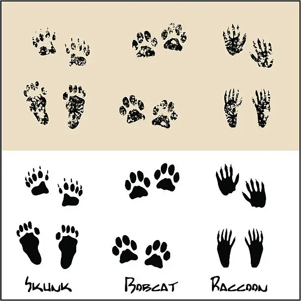 Vector illustration of Skunk - Bobcat - Raccoon
