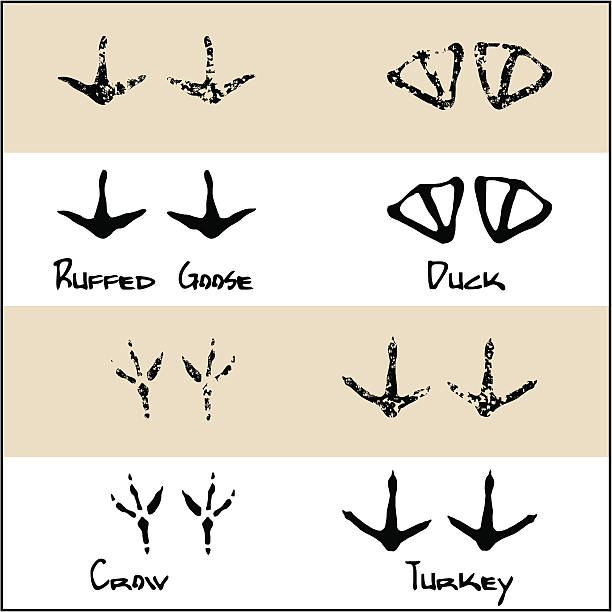 illustrazioni stock, clip art, cartoni animati e icone di tendenza di anatra-crow-turchia-oca arricciati - bird footprint