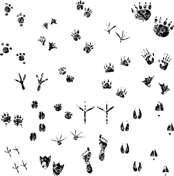Vector illustration of Grunge Footprints set  01
