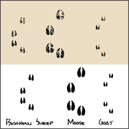 Normal and Grunge footprints of a Bighorn Sheep , Moose and Goat .