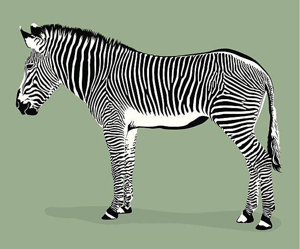 Grevy's Zebra Illustration (vector) vector art illustration