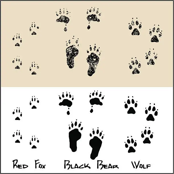 Vector illustration of Red Fox - Black Bear - Wolf