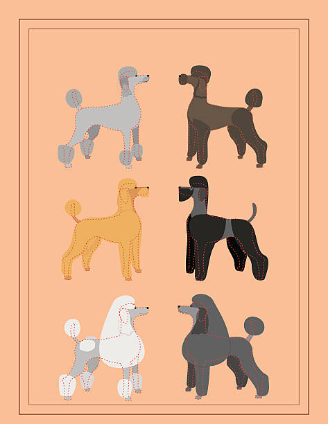 のプードルが可愛くプロフェッショナルな犬のグルーミングチャート - standard poodle点のイラスト素材／クリップアート素材／マンガ素材／アイコン素材