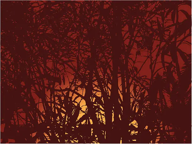 Vector illustration of Jungle sunset