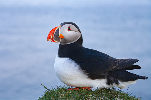 Puffin portrait during resting time on Latrabjarg cliff - Westfjords of Iceland