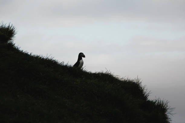 Admiring the horizon