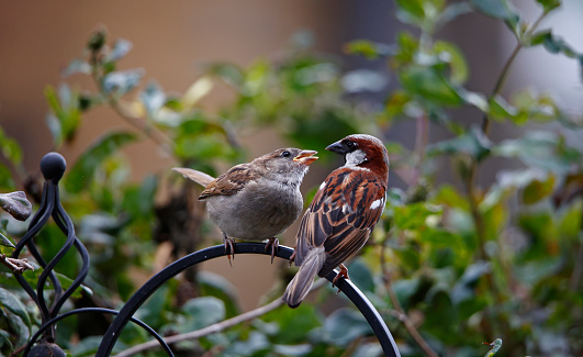 House sparrows in the garden