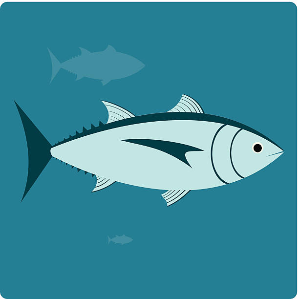 Tuna vector art illustration