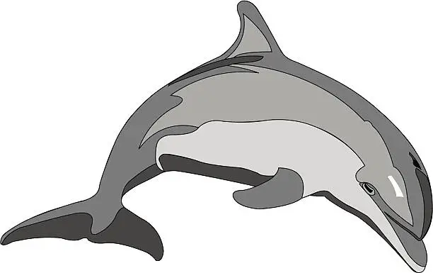 Vector illustration of Bottlenose Dolphin