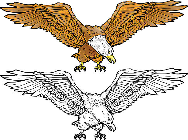 ilustrações de stock, clip art, desenhos animados e ícones de águia-bald propagação - bald eagle