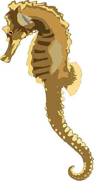 Vector illustration of Seahorse