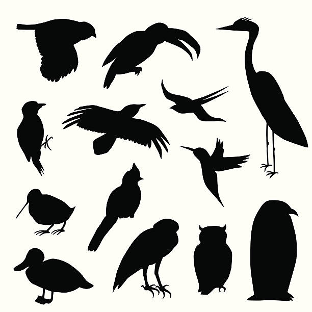 Wild Birds Vector Silhouette A-Digit wader bird stock illustrations