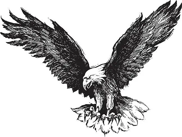Vector illustration of Drawing of a descending bald eagle