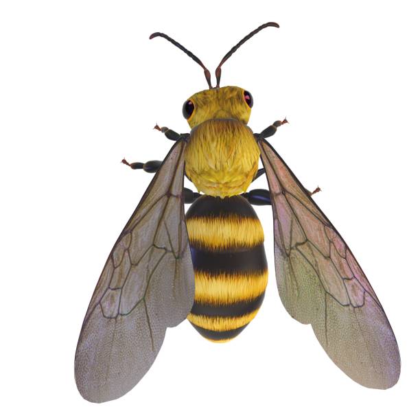 istock 3D rendering of a yellow and black bee against a white background 1650404511