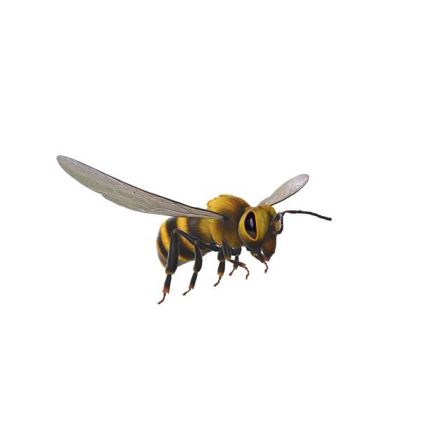 istock 3D rendering of a yellow and black bee against a white background 1650404514