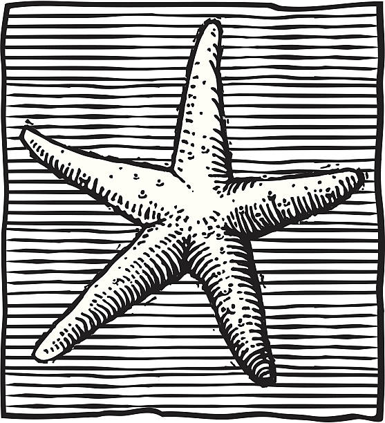 illustrations, cliparts, dessins animés et icônes de fond étoile de mer avec doublure - starfish woodcut backgrounds vector