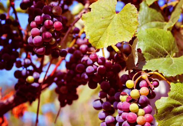 Ripe grapes in a garden grape vine in Romania.