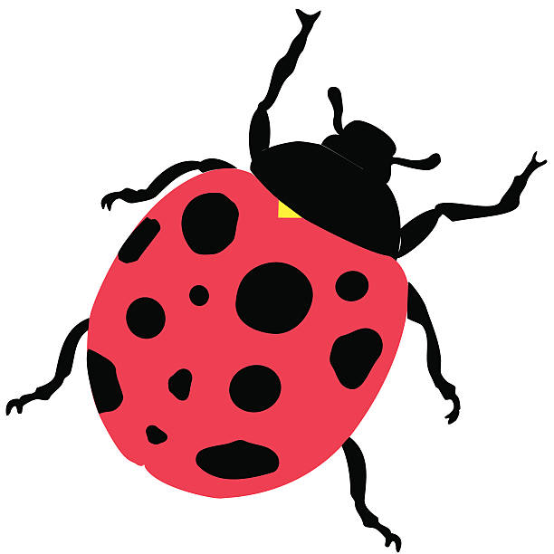 An animated picture of a ladybug hand drawn by an artist vector art illustration