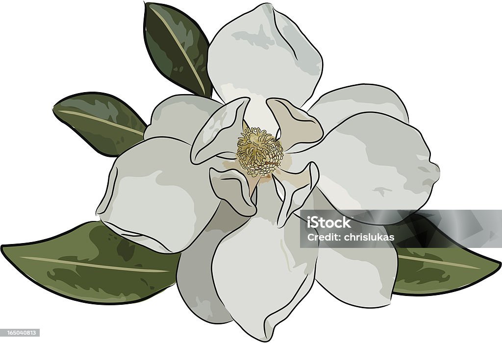 magnolia (Vektor - Lizenzfrei Magnolien Vektorgrafik